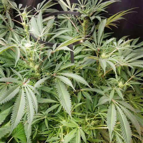 Jr Mints x MAC1 growlog timeline photo