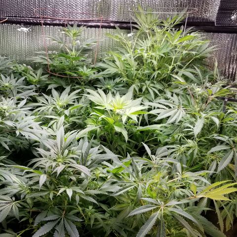 Jr Mints x MAC1 growlog timeline photo