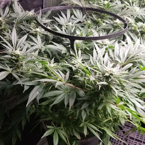 Blue Cheese growlog timeline photo