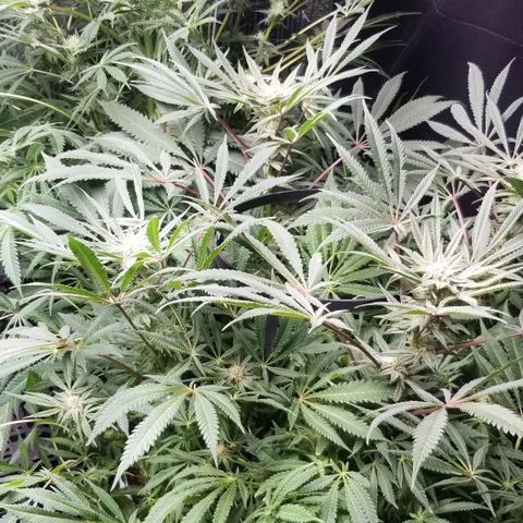 Jr Mints x MAC1 growlog timeline photo