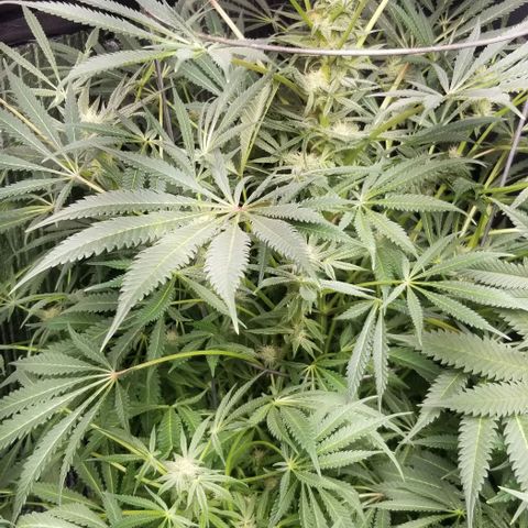 Jr Mints x MAC1 growlog timeline photo