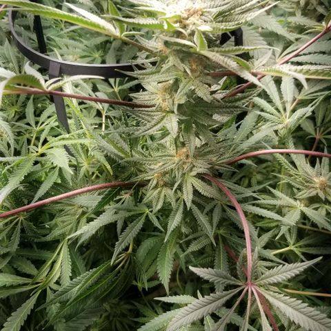 Jr Mints x MAC1 growlog timeline photo
