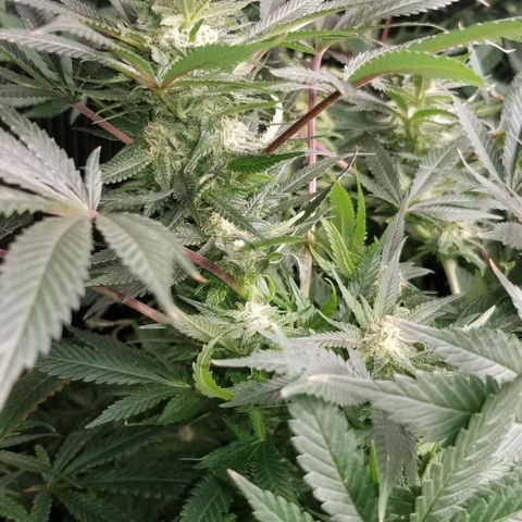 Blue Cheese growlog timeline photo