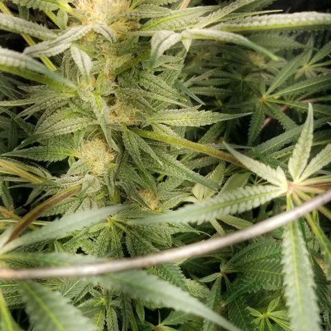 Jr Mints x MAC1 growlog timeline photo
