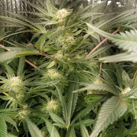 Blue Cheese growlog timeline photo