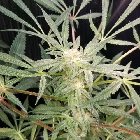 Jr Mints x MAC1 growlog timeline photo