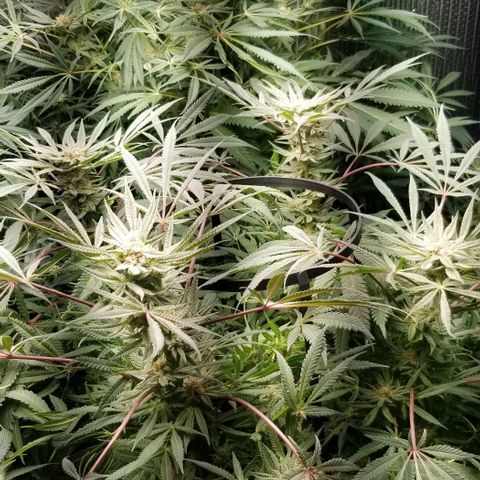Jr Mints x MAC1 growlog timeline photo