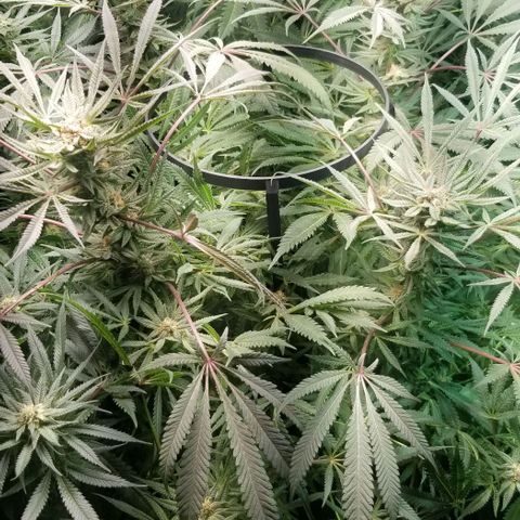 Jr Mints x MAC1 growlog timeline photo