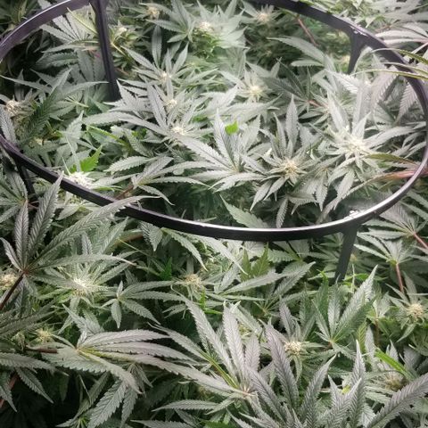 Blue Cheese growlog timeline photo