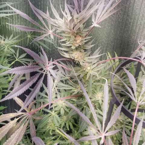 Jr Mints x MAC1 growlog timeline photo