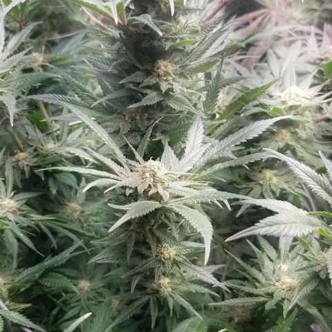 Blue Cheese growlog timeline photo