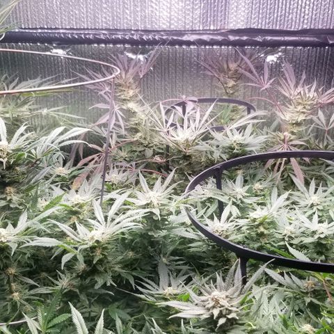 Jr Mints x MAC1 growlog timeline photo