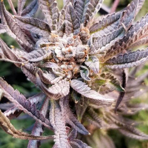 Jr Mints x MAC1 growlog timeline photo