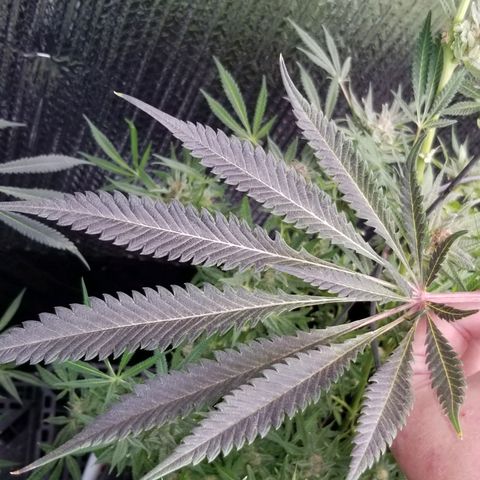 Jr Mints x MAC1 growlog timeline photo