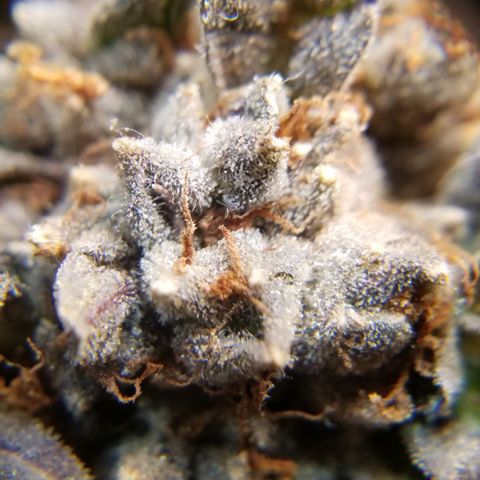Jr Mints x MAC1 growlog timeline photo