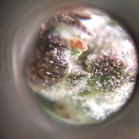 Jr Mints x MAC1 growlog timeline photo