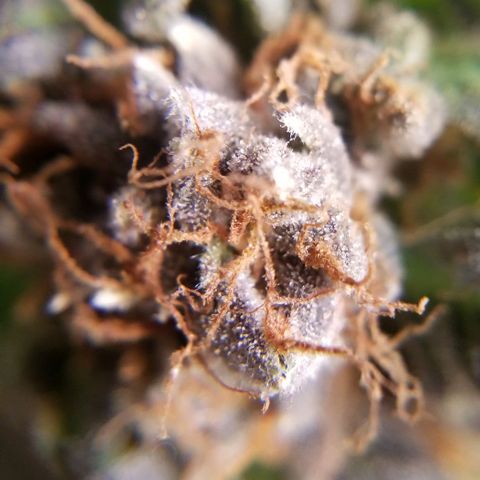 Jr Mints x MAC1 growlog timeline photo