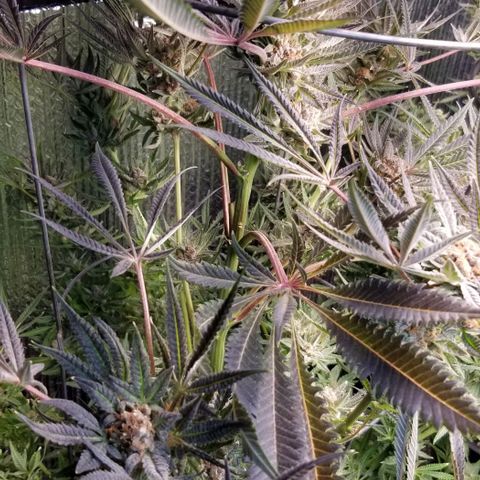 Jr Mints x MAC1 growlog timeline photo