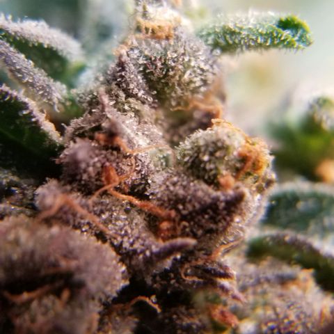 Jr Mints x MAC1 growlog timeline photo
