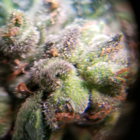 Jr Mints x MAC1 growlog timeline photo