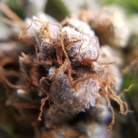 Jr Mints x MAC1 growlog timeline photo