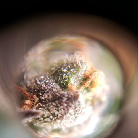 Jr Mints x MAC1 growlog timeline photo