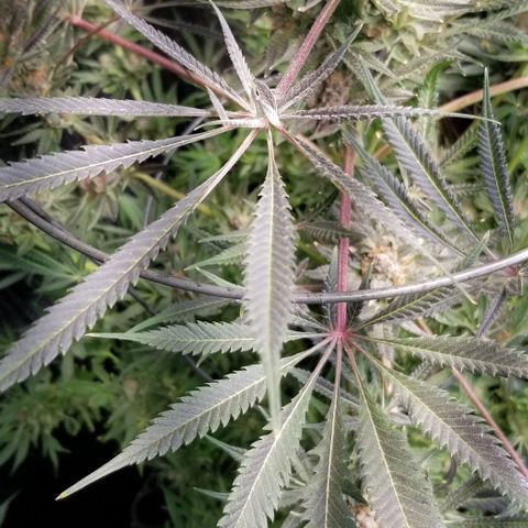 Jr Mints x MAC1 growlog timeline photo