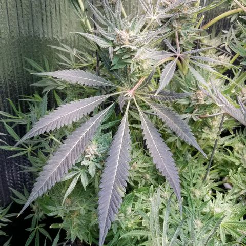 Jr Mints x MAC1 growlog timeline photo