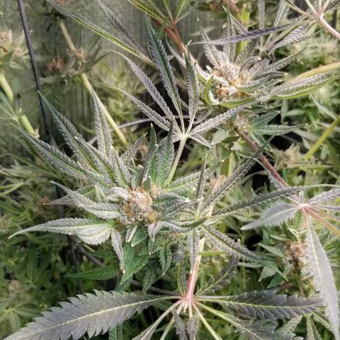Jr Mints x MAC1 growlog timeline photo
