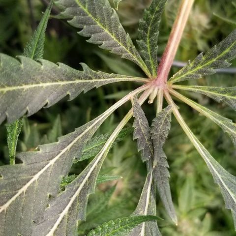 Jr Mints x MAC1 growlog timeline photo