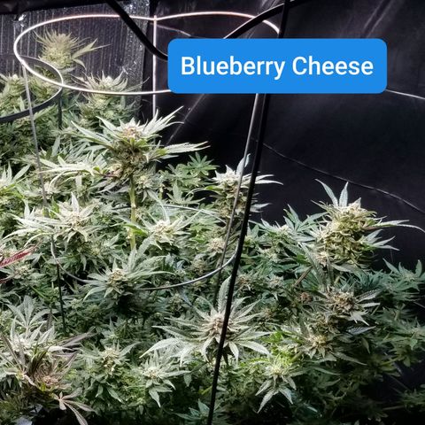 Blue Cheese growlog timeline photo