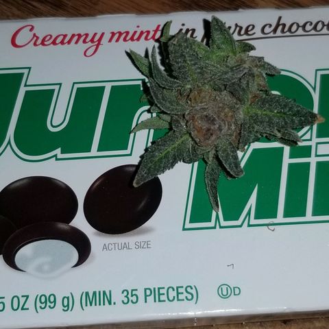 Jr Mints x MAC1 growlog timeline photo
