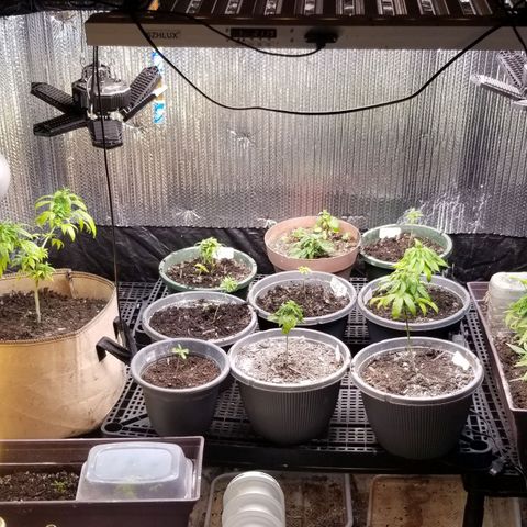 Jr Mints x MAC1 growlog timeline photo