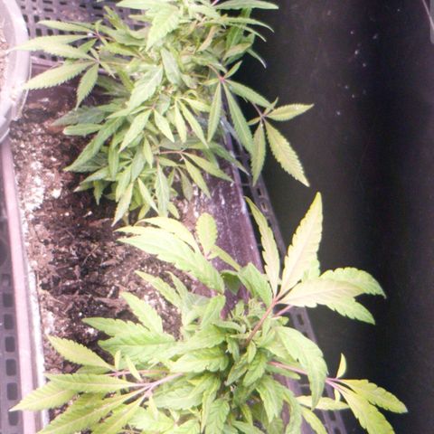 Jr Mints x MAC1 growlog timeline photo