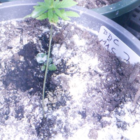 BBC x MAC1 growlog timeline photo