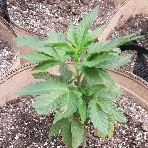 Dosidos Fortune Cookies growlog timeline photo