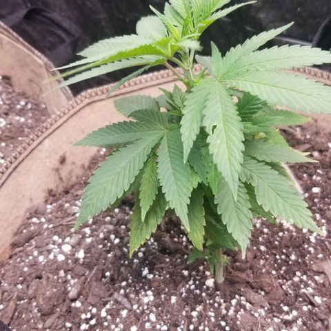 Sour Diesel growlog timeline photo