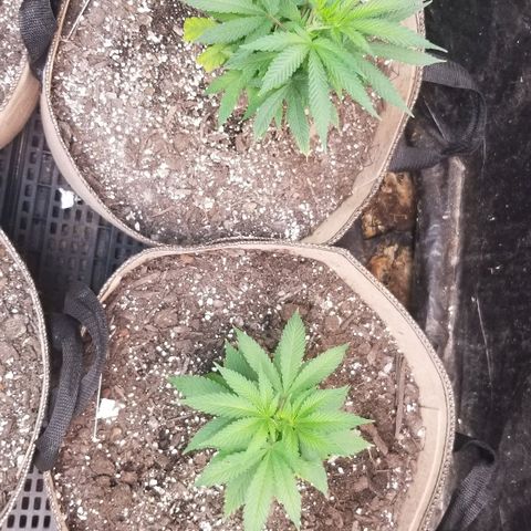 Sour Diesel growlog timeline photo