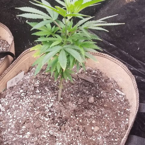 Sour Diesel growlog timeline photo