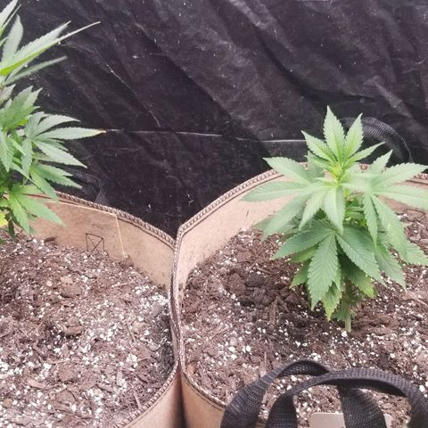 Sour Diesel growlog timeline photo