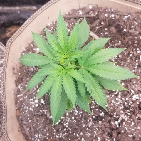 Sour Diesel growlog timeline photo