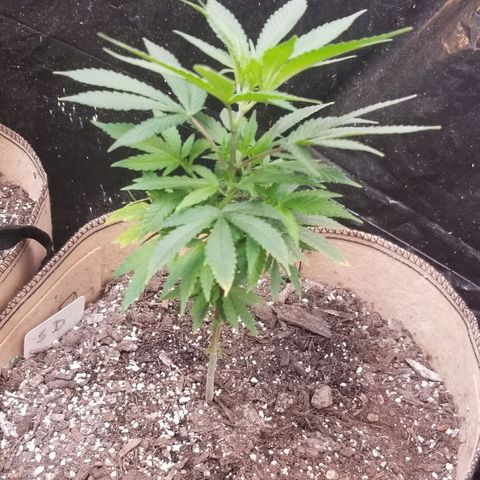 Sour Diesel growlog timeline photo
