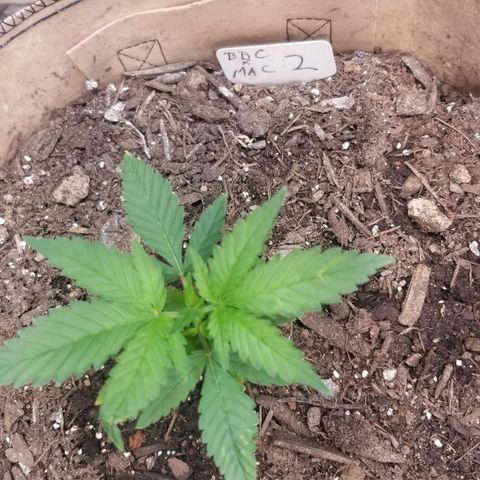 BBC x MAC1 growlog timeline photo