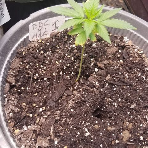 BBC x MAC1 growlog timeline photo