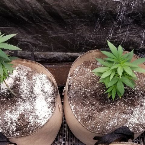 Sour Diesel growlog timeline photo