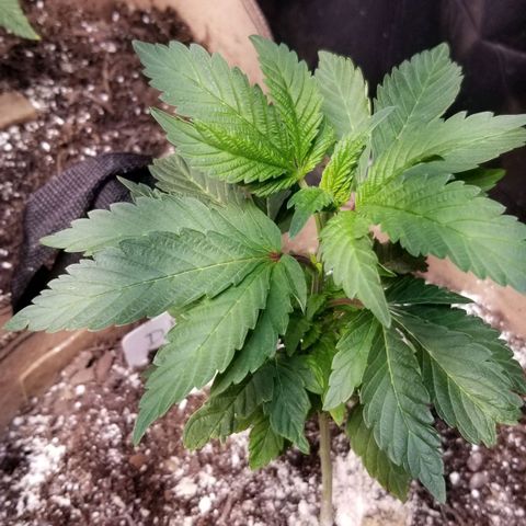 Dosidos Fortune Cookies growlog timeline photo