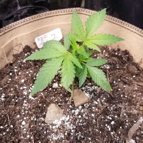 BBC x MAC1 growlog timeline photo