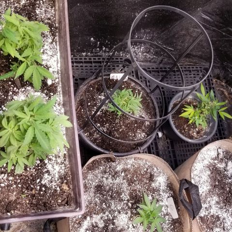 Jr Mints x MAC1 growlog timeline photo