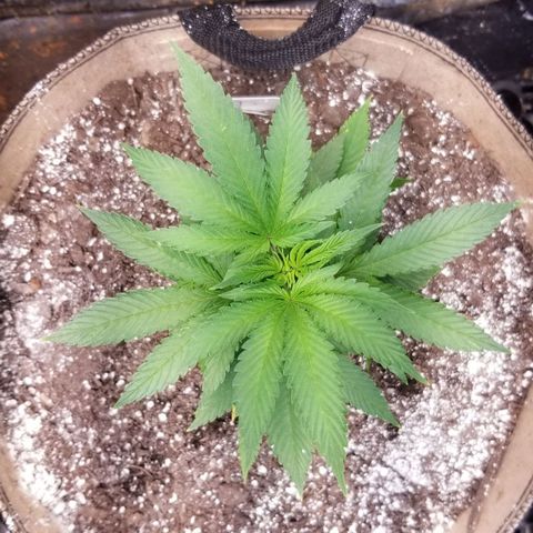 Sour Diesel growlog timeline photo