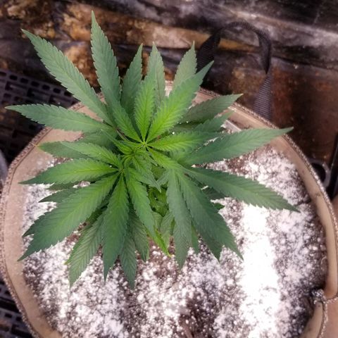 Sour Diesel growlog timeline photo